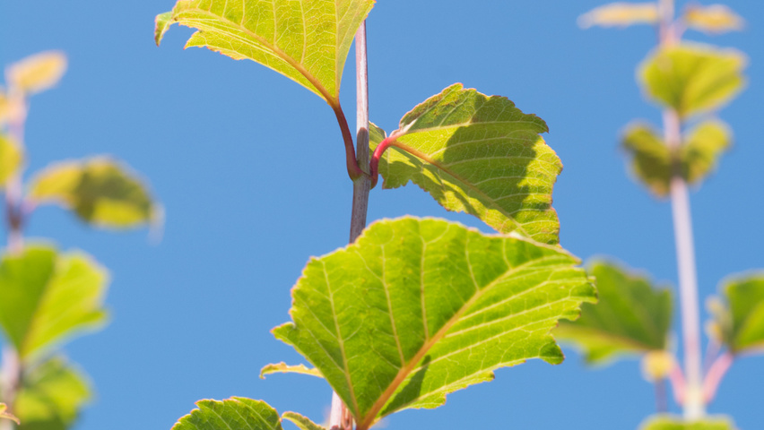Acer davidii leaves