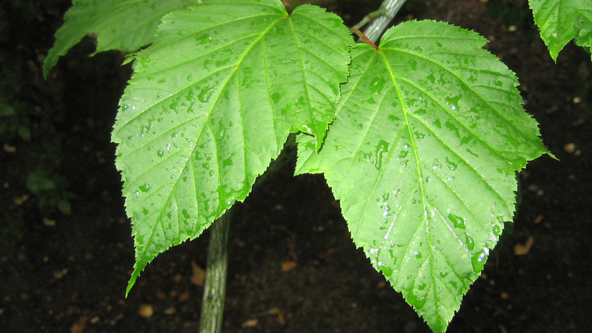 Acer davidii leaves