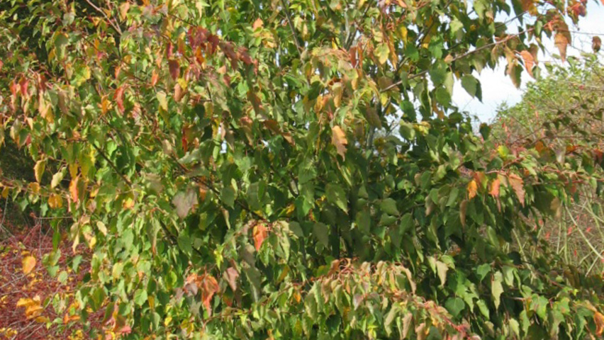 Acer davidii multi-stem