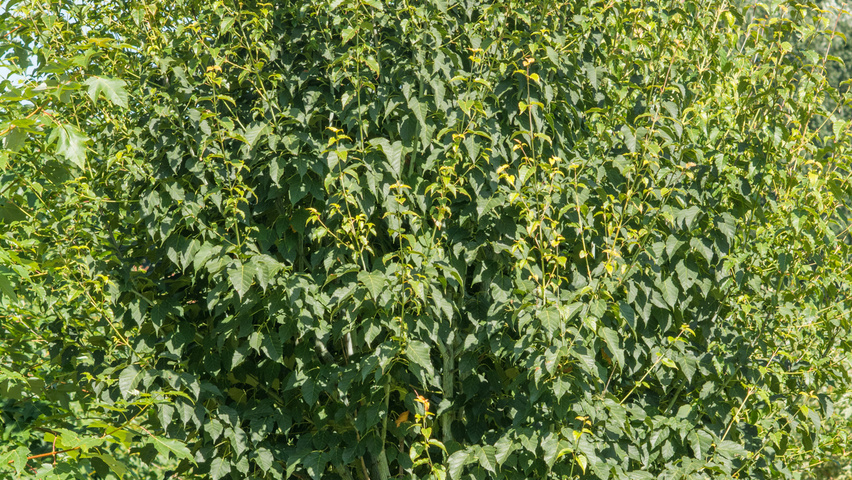 Acer davidii multi-stem