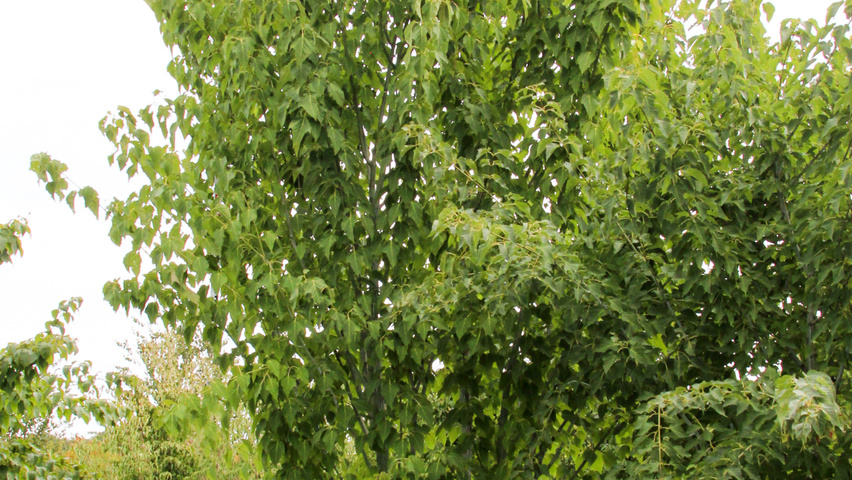 Acer davidii multi-stem umbrella