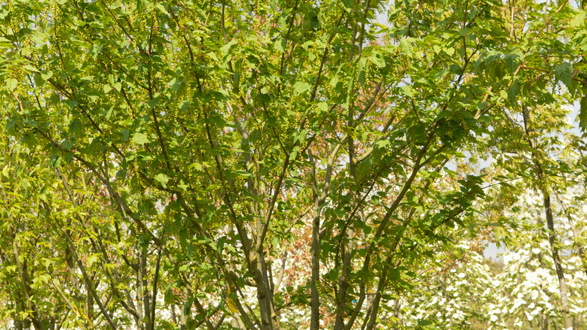 Acer davidii multi-stem umbrella