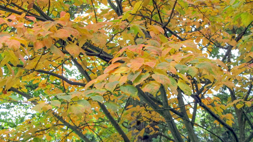 Acer davidii subsp. grosseri  Herbstblatt