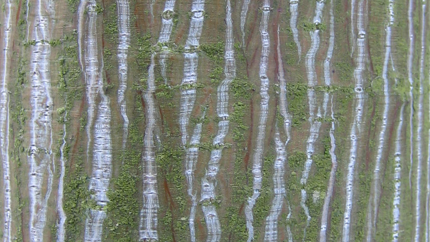 Acer davidii subsp. grosseri  Rinden