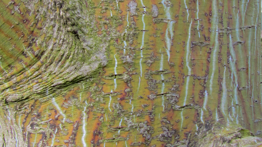 Acer davidii subsp. grosseri  Rinden