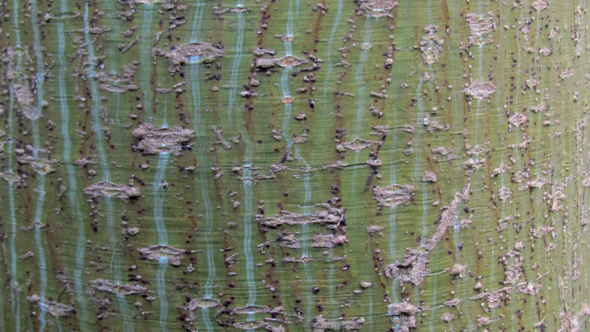 Acer davidii subsp. grosseri  Rinden