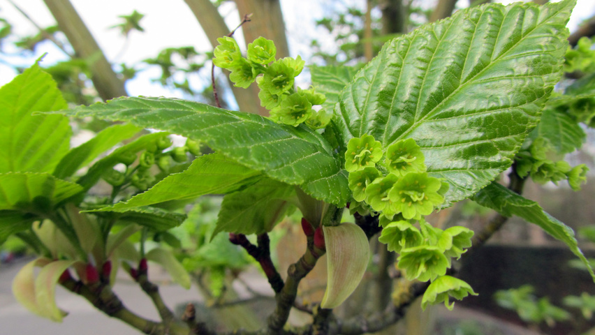 Acer davidii subsp. grosseri  Blumen