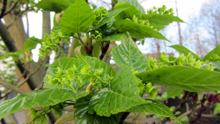 Acer davidii subsp. grosseri  Blumen