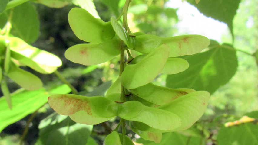 Acer davidii subsp. grosseri  Frucht