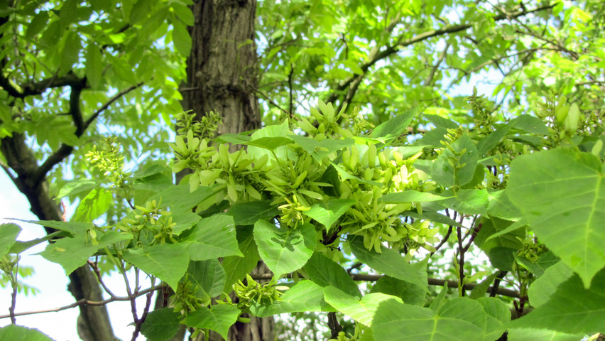 Acer davidii subsp. grosseri  Frucht