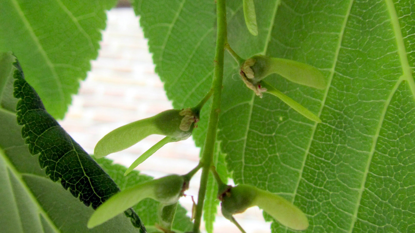 Acer davidii subsp. grosseri  Frucht