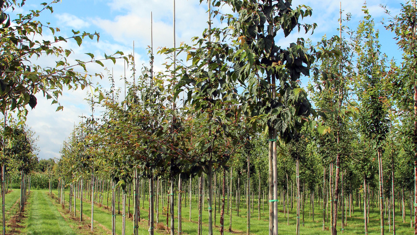 Acer davidii subsp. grosseri  hochstämmig