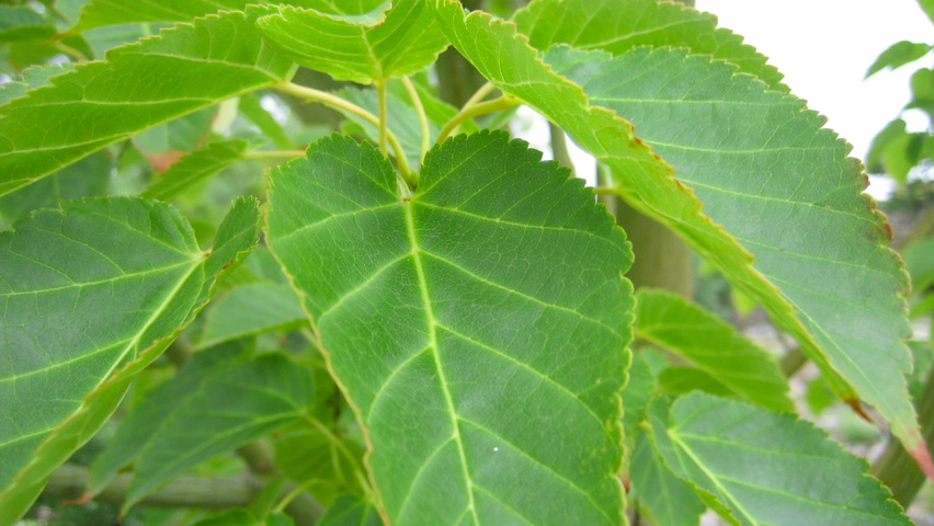 Acer davidii subsp. grosseri  Blatt