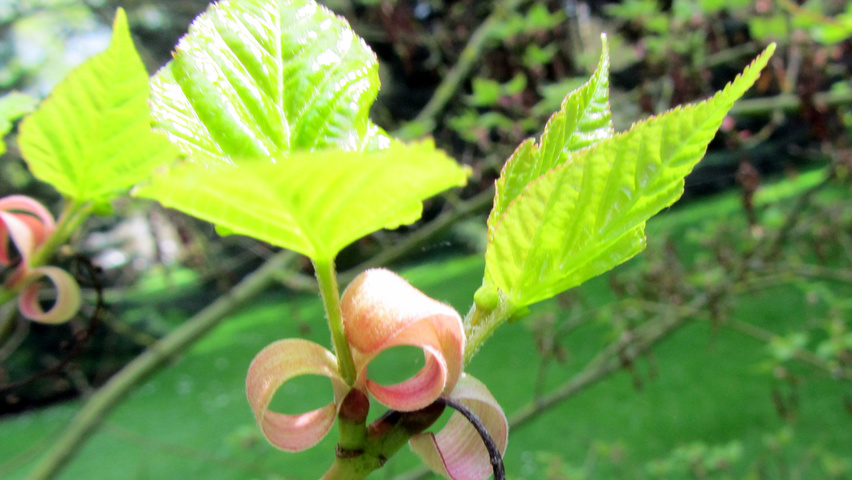 Acer davidii subsp. grosseri  Blatt