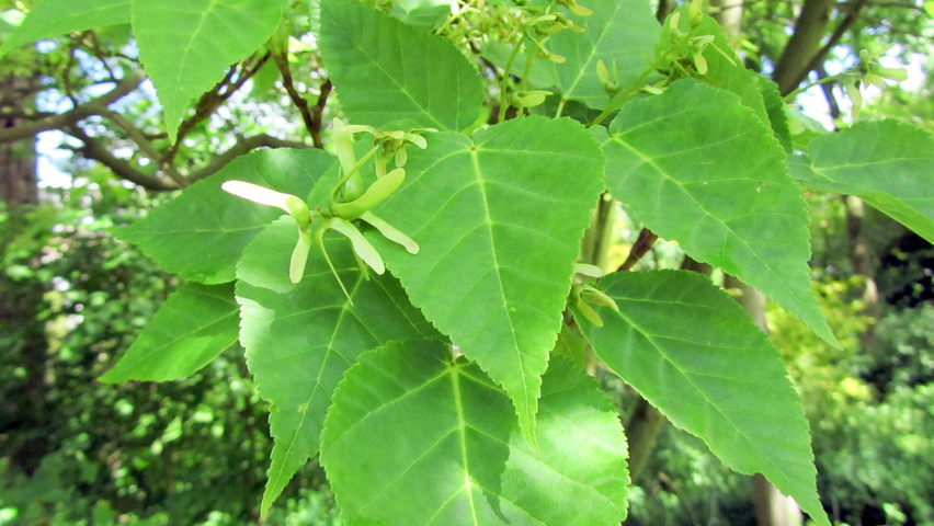 Acer davidii subsp. grosseri  Blatt