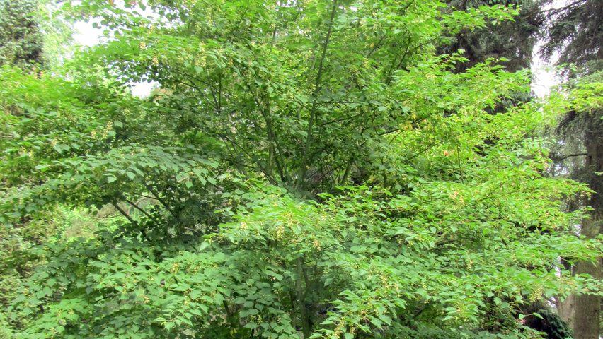 Acer davidii subsp. grosseri  mehrstämmige