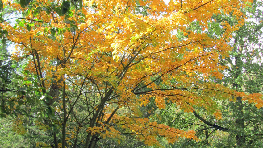 Acer davidii subsp. grosseri  mehrstämmige