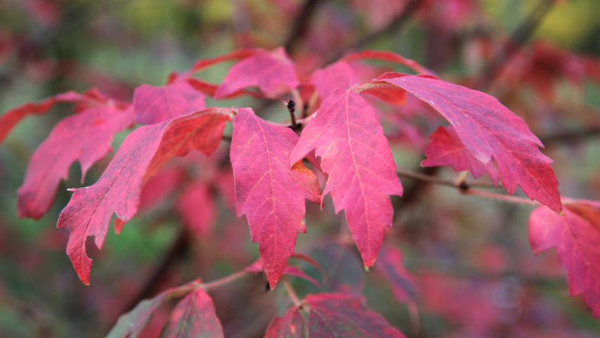 Acer griseum autumn leaves