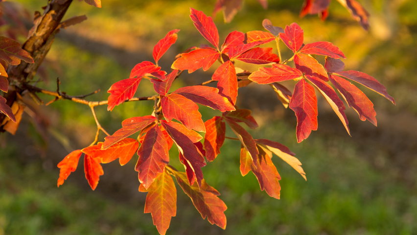 Acer griseum autumn leaves