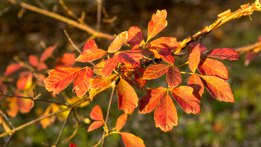 Acer griseum autumn leaves