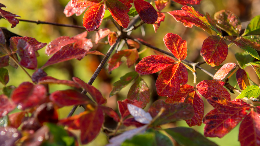 Acer griseum autumn leaves
