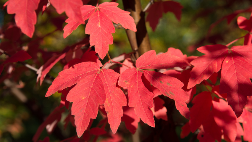 Acer griseum autumn leaves