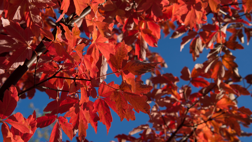 Acer griseum autumn leaves