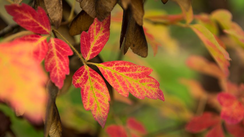 Acer griseum autumn leaves