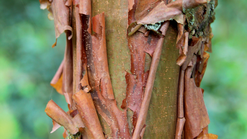 Acer griseum bark