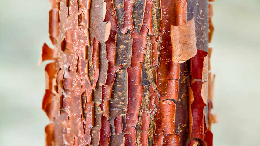 Acer griseum bark