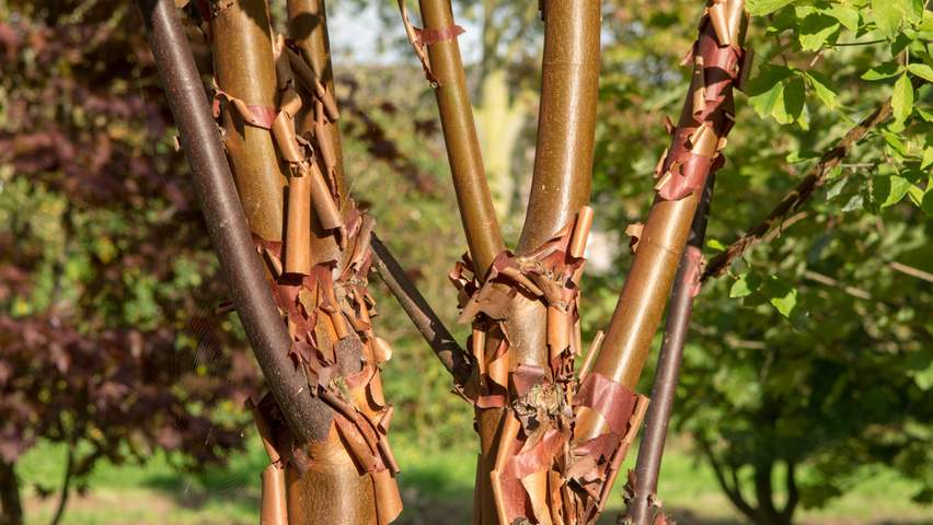 Acer griseum bark