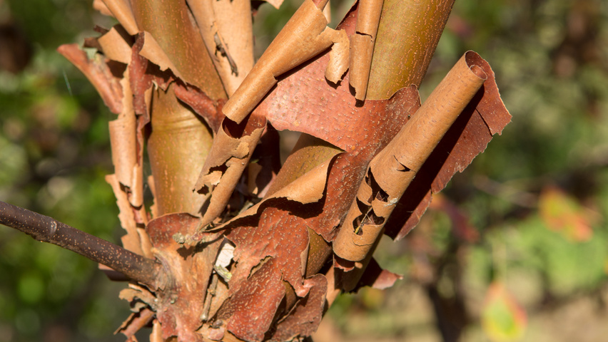 Acer griseum bark