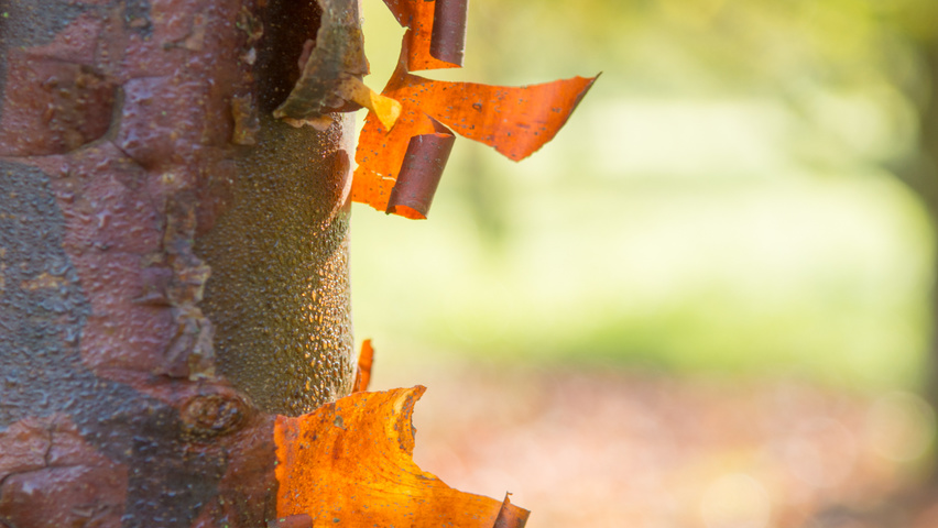 Acer griseum bark