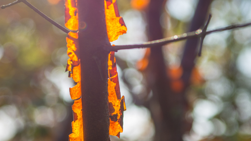 Acer griseum bark