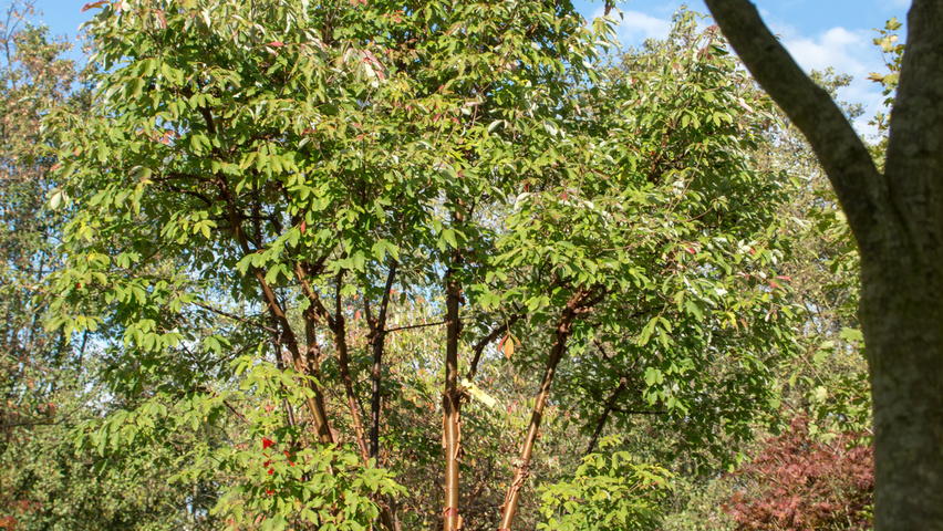 Acer griseum characteristic