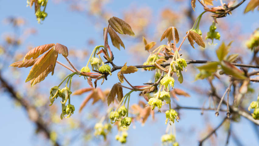 Acer griseum flowers