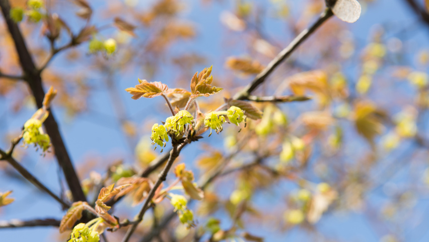 Acer griseum flowers