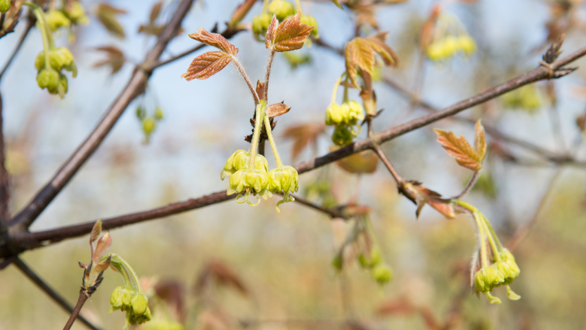 Acer griseum flowers