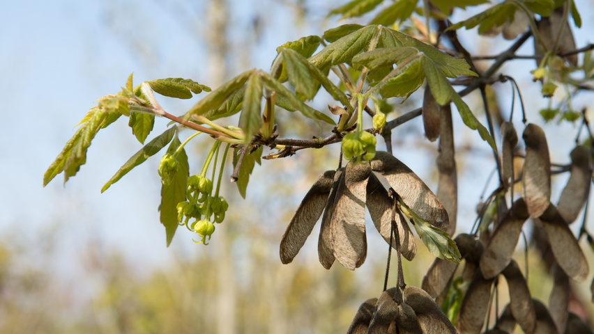 Acer griseum flowers
