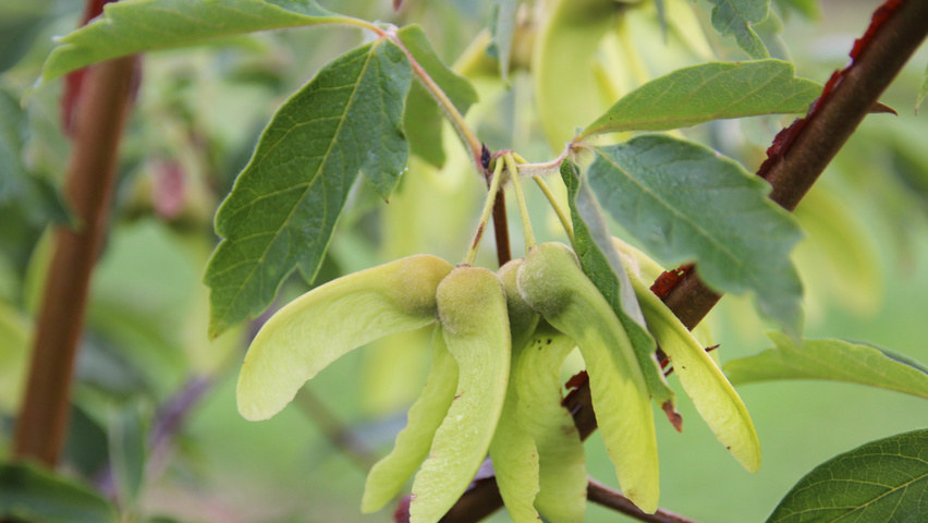 Acer griseum fruits
