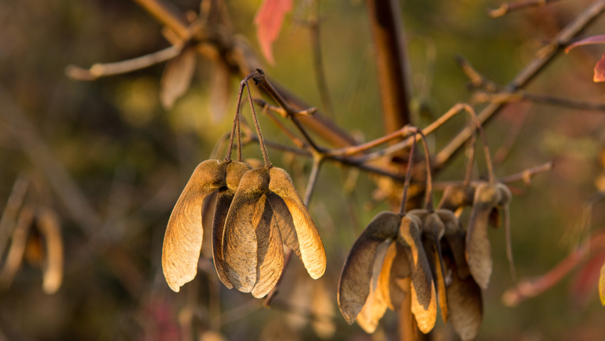 Acer griseum fruits