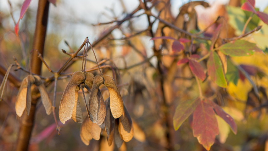 Acer griseum fruits