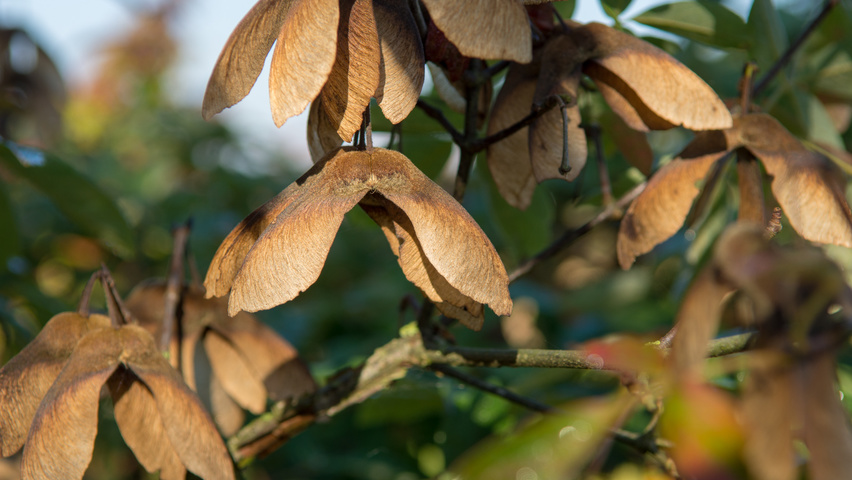 Acer griseum fruits