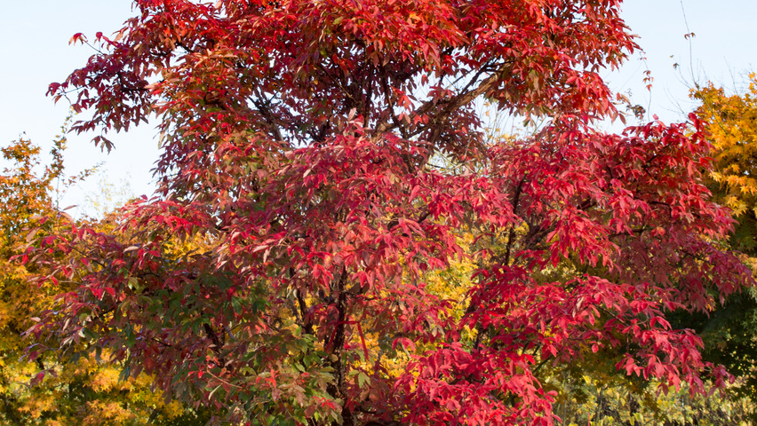 Acer griseum half-stem
