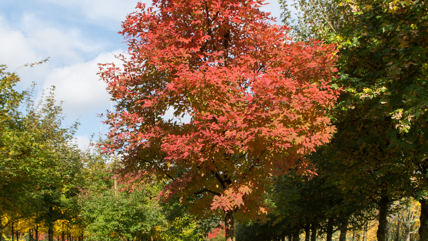 Acer griseum standard tree