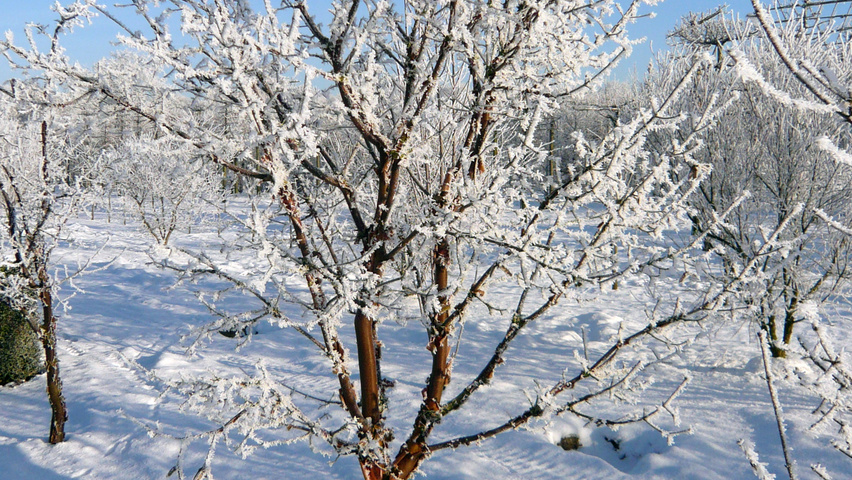 Acer griseum standard tree