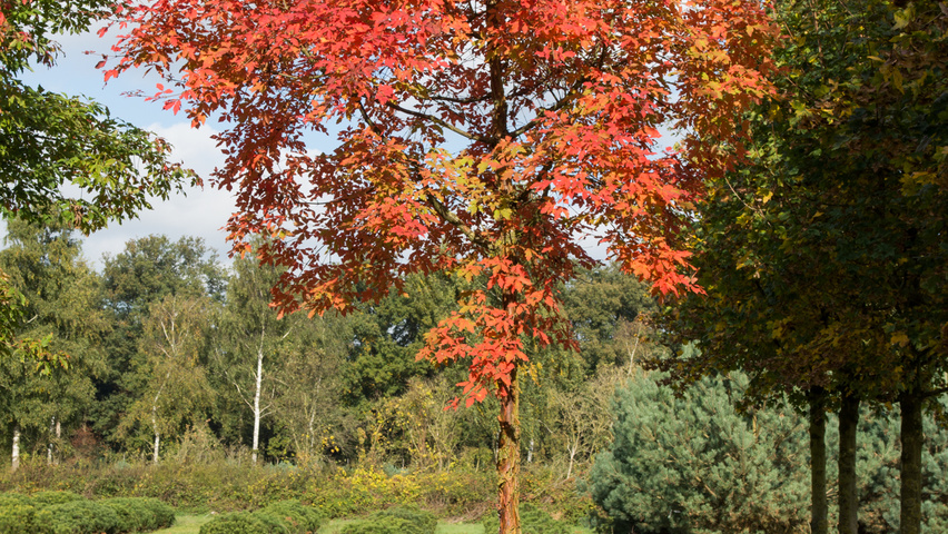 Acer griseum standard tree