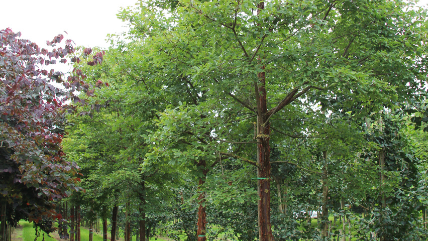 Acer griseum standard tree