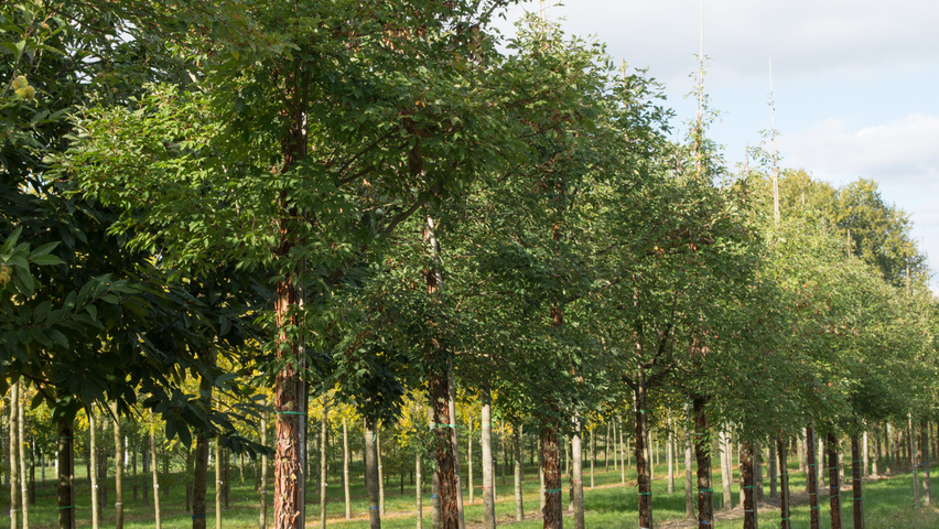 Acer griseum standard tree
