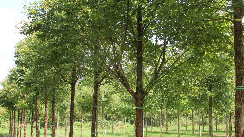Acer griseum standard tree